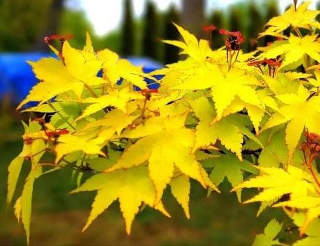 Acer palmatum 'Summer Gold'