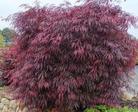 Acer palmatum 'Tamuke yama'