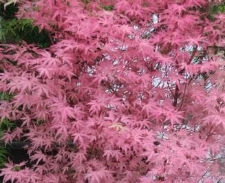 Acer palmatum 'Taylor'