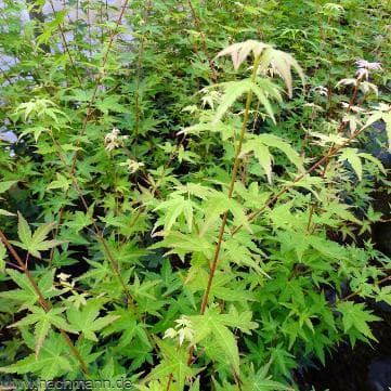 Acer palmatum 'Tsukasa Silhouette'
