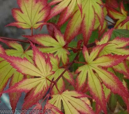 Acer palmatum 'Tsuma-gaki'