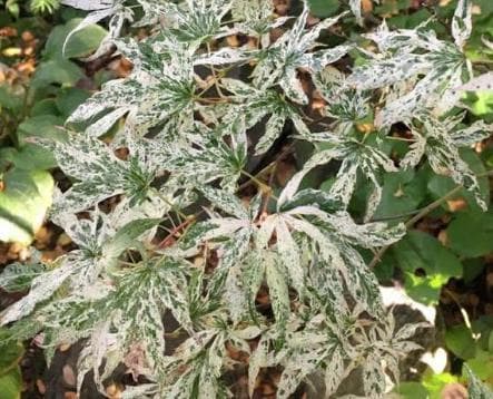 Acer palmatum 'Ukigumo'