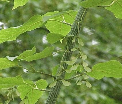 Acer pensylvanicum