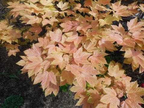 Acer pseudoplatanus 'Brilliantissimum'