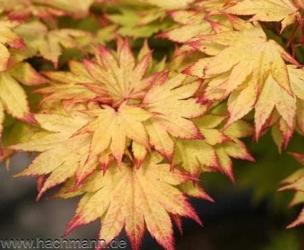 Acer shirasawanum 'Autumn Moon'