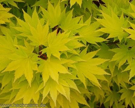 Acer shirasawanum 'Jordan'