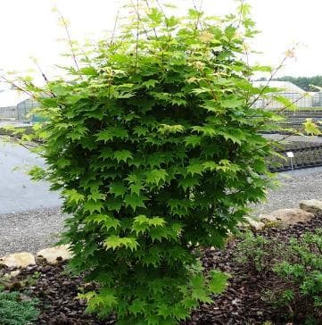 Acer sieboldianum 'Sode-no-uchi'