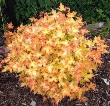 Acer truncatum 'Volcano' (PBR)