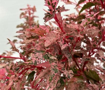 Acer x conspicuum 'Red Flamingo'