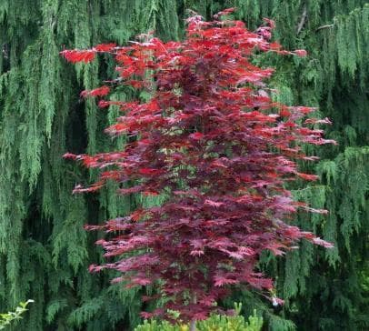 Acer x pseudosieboldianum 'Alpenglow'®