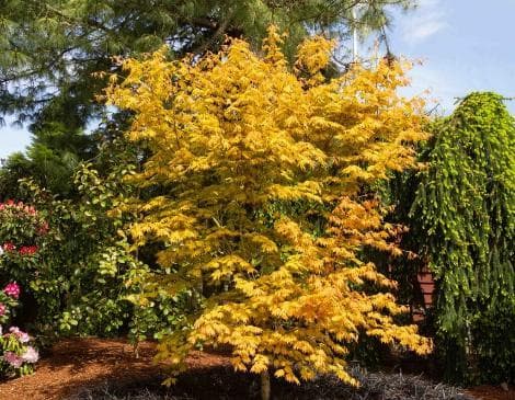 Acer x pseudosieboldianum 'Arctic Gold'®