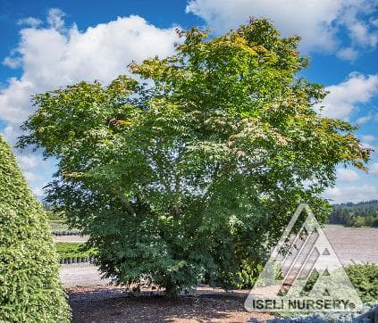 Acer x pseudosieboldianum 'Arctic Jade'®