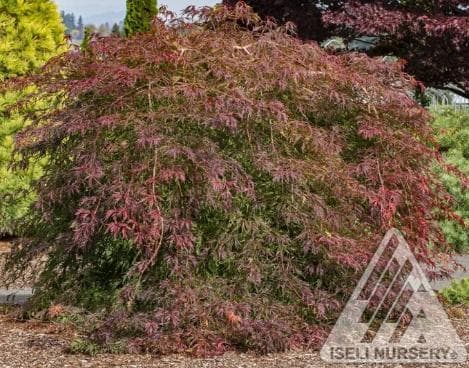 Acer x pseudosieboldianum 'Ice Dragon'®