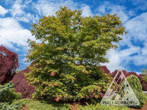 Acer x pseudosieboldianum 'North Wind'®