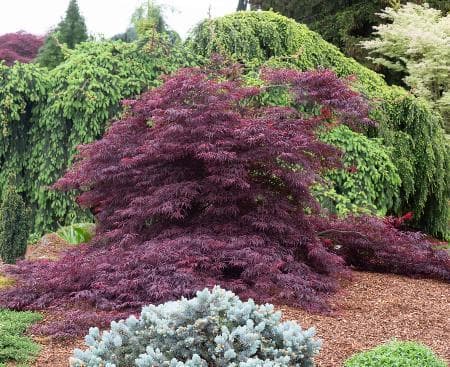 Acer x pseudosieboldianum 'Winter Queen'®