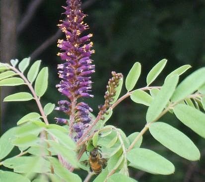 Amorpha fruticosa