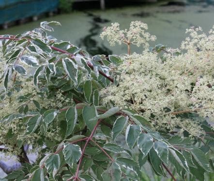 Aralia elata 'Variegata'