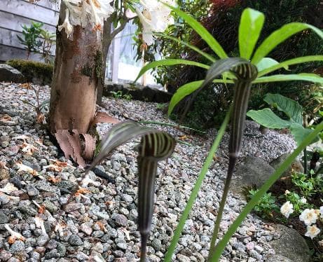 Arisaema ciliatum var. liubaense