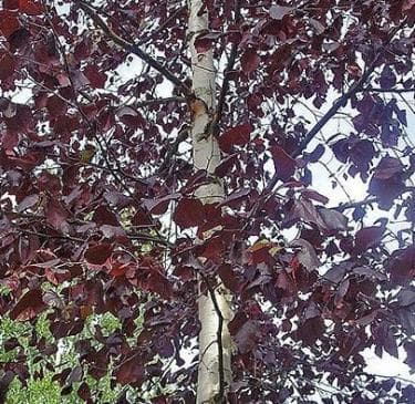 Betula pendula 'Royal Frost' ®