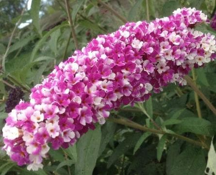 Buddleja davidii 'Berries & Cream' (PBR)