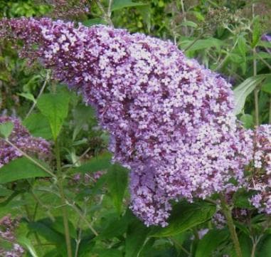 Buddleja davidii 'Gulliver' ®
