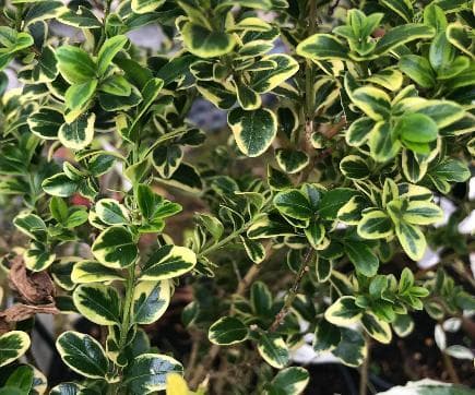 Buxus microphylla 'Golden Triumph'