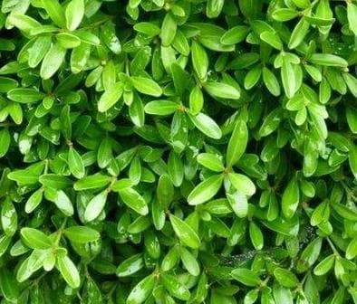 Buxus microphylla 'Herrenhausen'