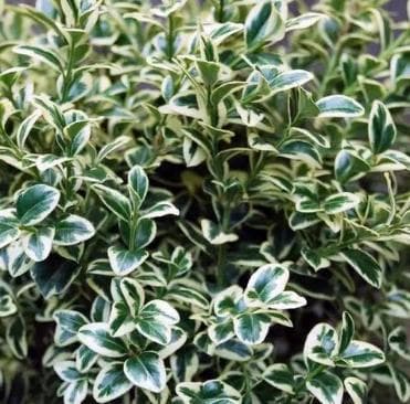 Buxus sempervirens 'Elegans'