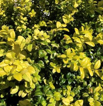 Buxus sempervirens 'Latifolia Maculata'