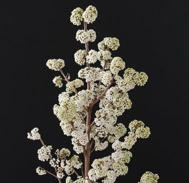 Callicarpa bodinieri 'Magical Snowqueen' PBR