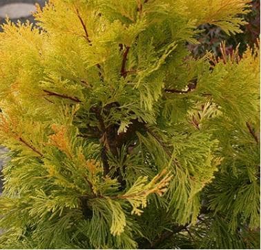Calocedrus decurrens 'Berrima Gold'
