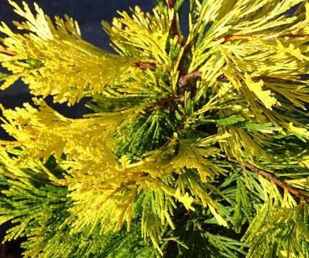 Calocedrus decurrens 'Maupin Glow'