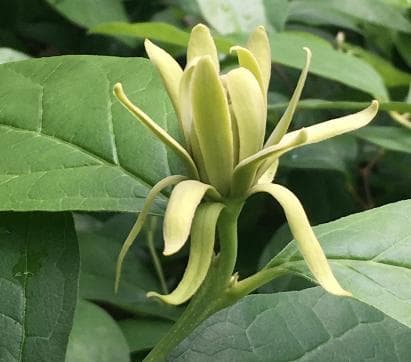 Calycanthus floridus 'Athens'