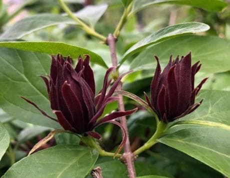 Calycanthus floridus 'Michael Lindsey'