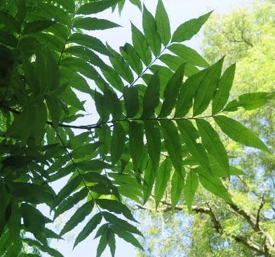 Carya illinoinensis