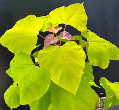 Catalpa bignonioides 'Aurea'