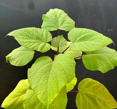 Catalpa bungei