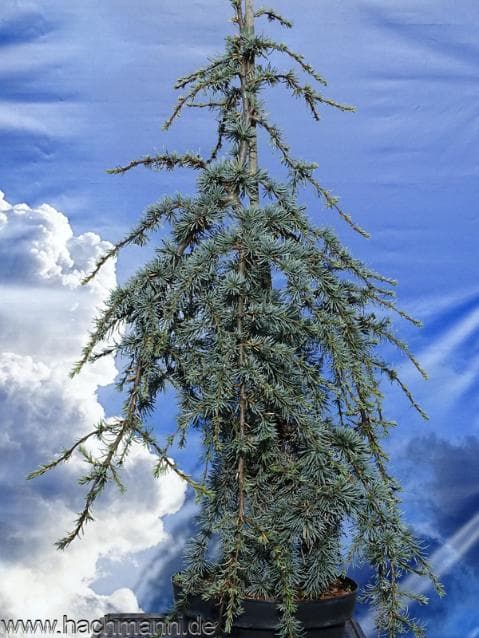 Cedrus atlantica 'Blue Fountain'