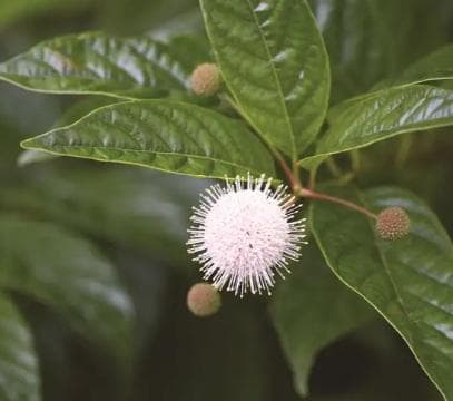 Cephalanthus occidentalis 'Sugar Shack'®