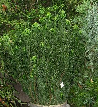 Cephalotaxus harringtonii 'Fastigiata'