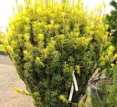 Cephalotaxus harringtonii 'Korean Gold'