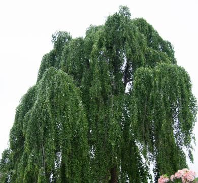 Cercidiphyllum japonicum 'Pendulum'
