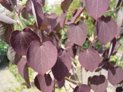 Cercidiphyllum japonicum 'Rotfuchs'