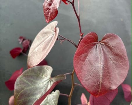 Cercis canadensis 'Merlot'
