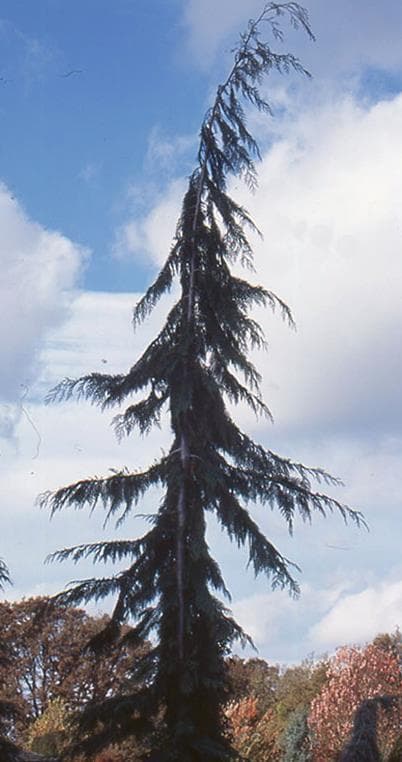 Chamaecyparis lawsoniana 'Dik's Weeping'