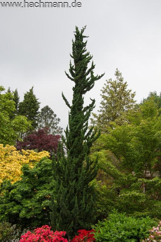 Chamaecyparis lawsoniana 'Wissel's Saguaro'