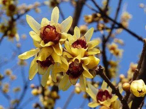 Chimonanthus praecox