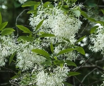 Chionanthus virginicus 'Little Leslie'