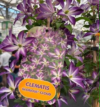Clematis 'Glorious Cloud'