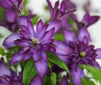 Clematis 'Glorious Day'
